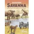 Ecosystem: Savanna